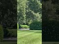 Today, there was a bee swarm on the North Lawn of the White House.