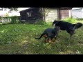 Tinto aussie y baby rottie doing their dog dance in the yard