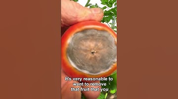 Never Do THIS If Your Tomatoes Have Blossom End Rot!  🍅 #shorts