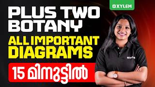 Plus Two Botany | All Important Diagrams 15 മിനുട്ടിൽ.... | Xylem Plus Two