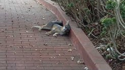 What does the fox say, while it is dying from rat poison?