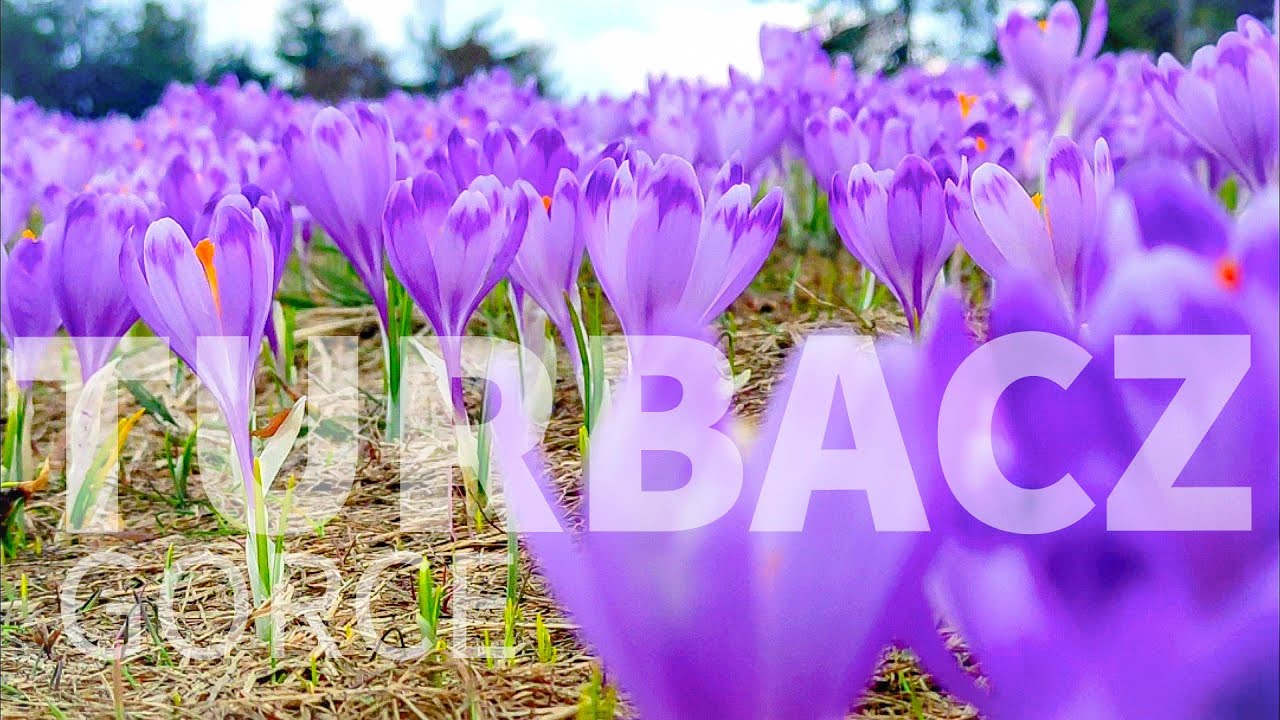 Na Krokusy w Gorce, czyli Turbacz z Łopusznej — 2.05.2022