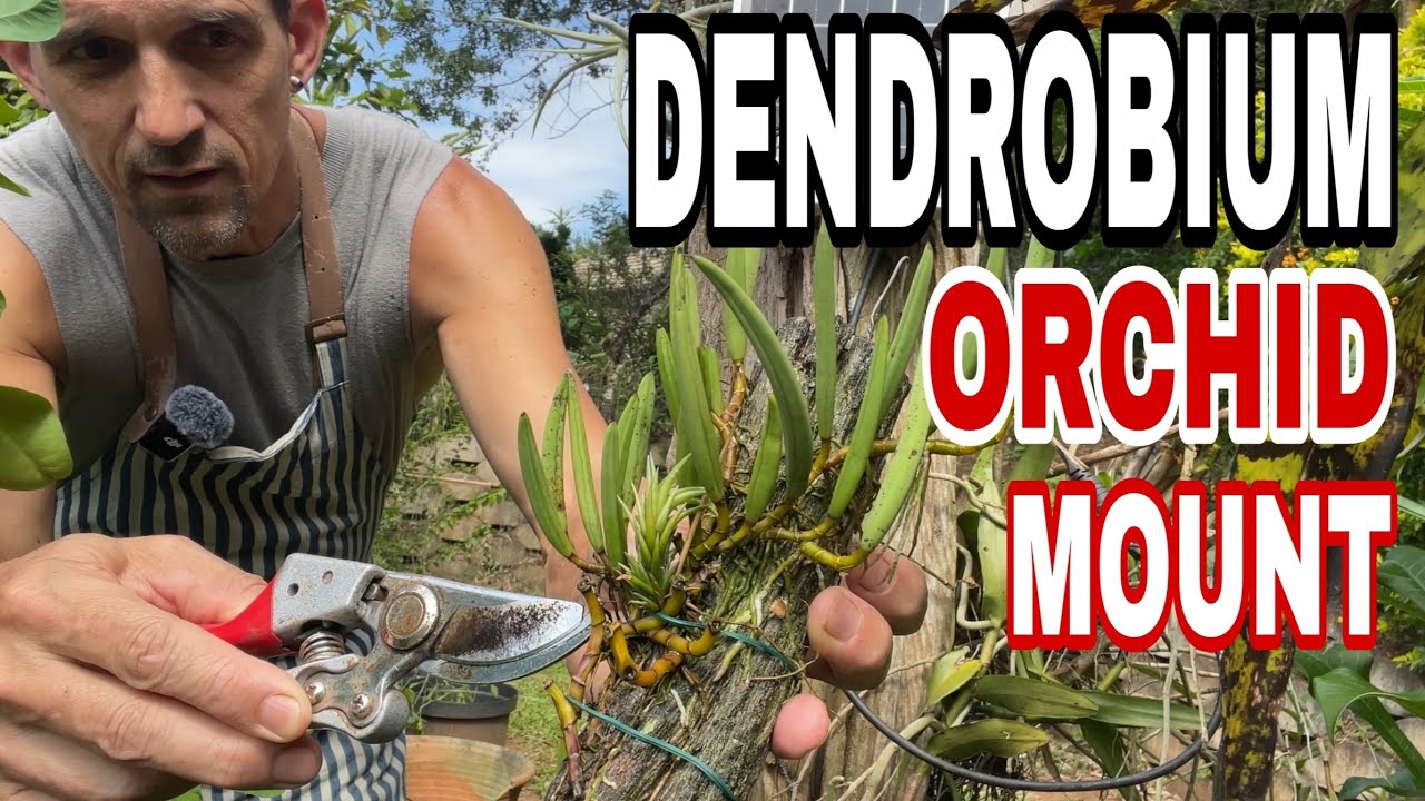Легкое деление и монтаж Dendrobium Wassellii для начинающих.