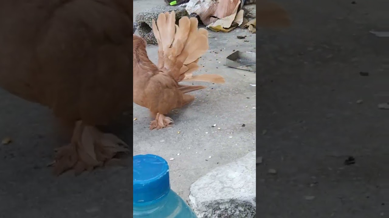Yellow American Pigeon 🐦🕊️🕊️🕊️🕊️🕊️ !!! BEAUTIFUL PIGEONS