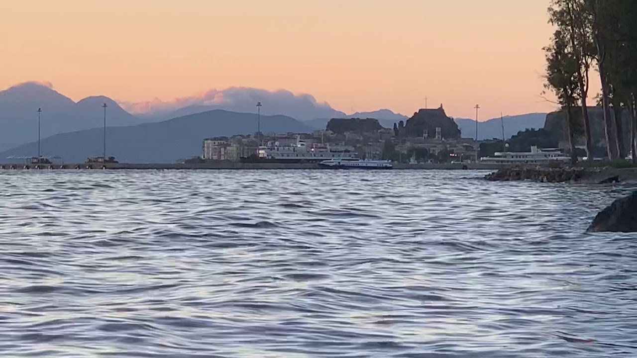 Corfu Part4 More Wild Dogs YouTube