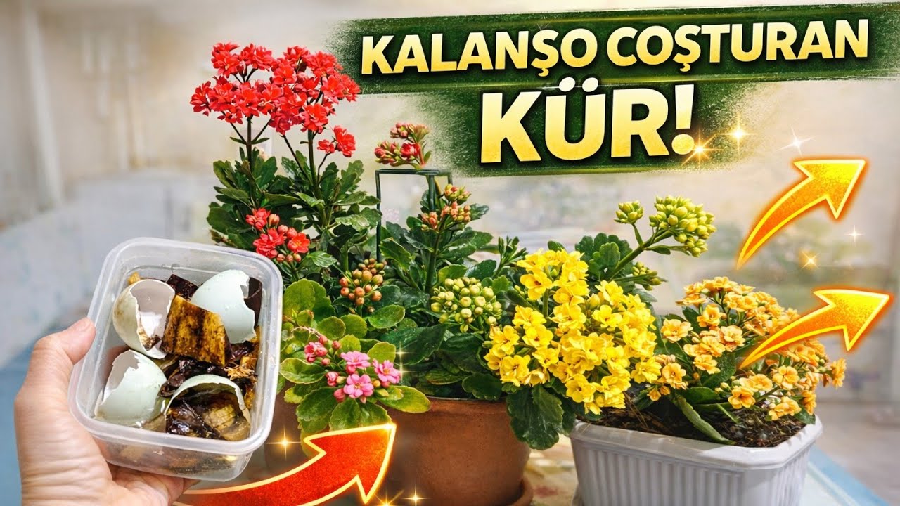 Kalanşolar çıldırdı 💯 hemen çiçek açmaya başladı 💯 sakın bunları çöpe atmayın ✅ 