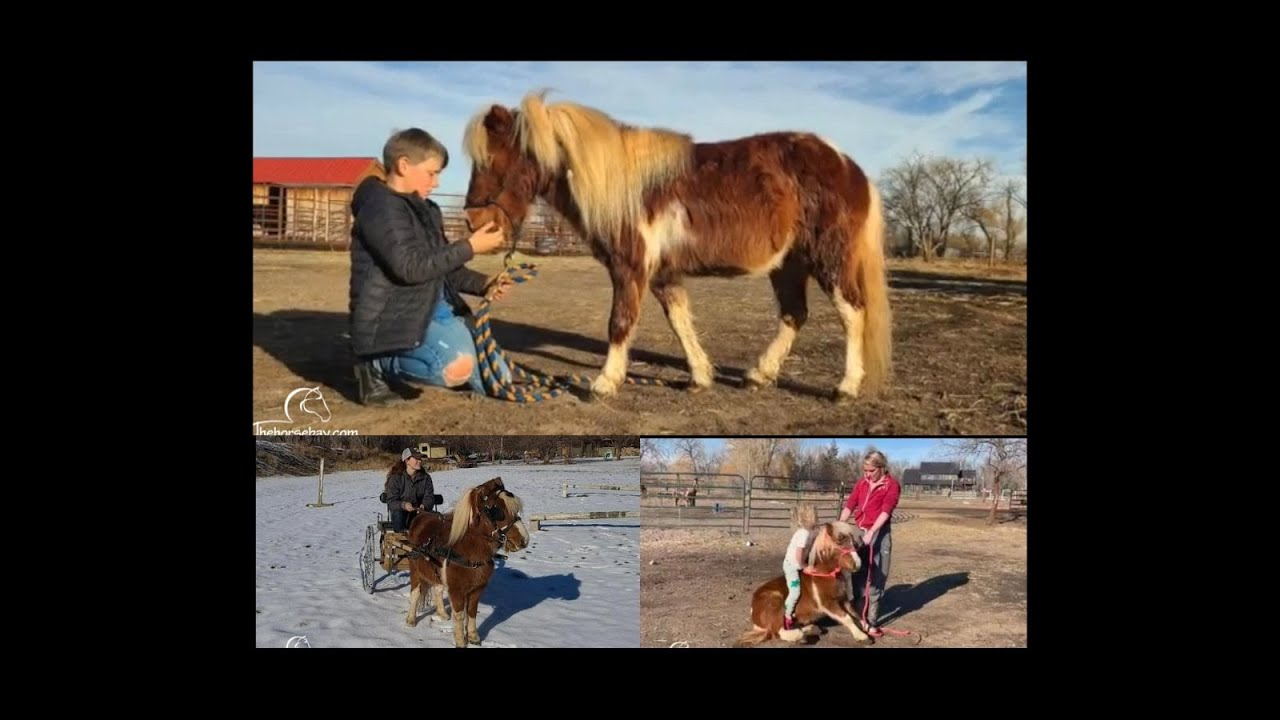 Driving Mini Pony For Sale YouTube