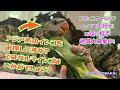 【えとぴりかOSAKA】皆さん！アジアンパラキートの魅力をご存じですか！【ダルマインコ】