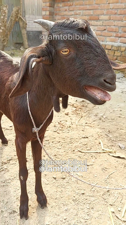 Goat Sounds, One Black Goat Baa Baa Sounds | Bakri Ki Awaaz At Village Home Yard