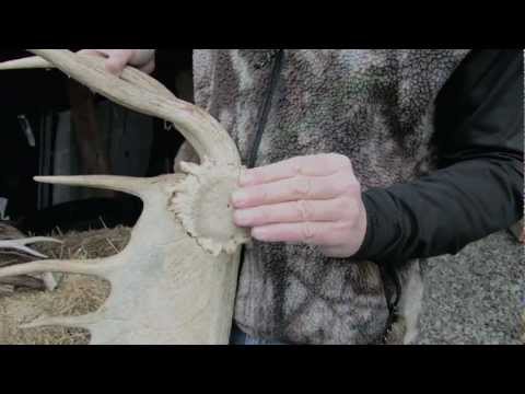 Video: Why Does A Deer Shed Its Antlers?