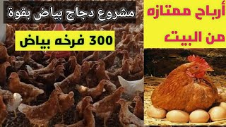 فراخ بياض بقوة 300 فرخه مشروع منزلى ?