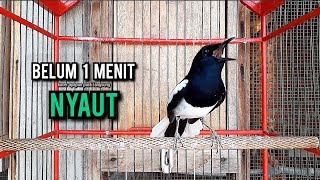 SUARA BURUNG kacer gacor NGEPLONG tarung ini paling ampuh buat PANCINGAN KACER agar NYAUT EMOSI