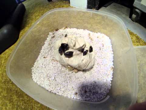 CARPET PYTHONS HATCHING