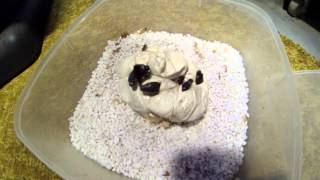 Celebrity CARPET PYTHONS HATCHING Wealth