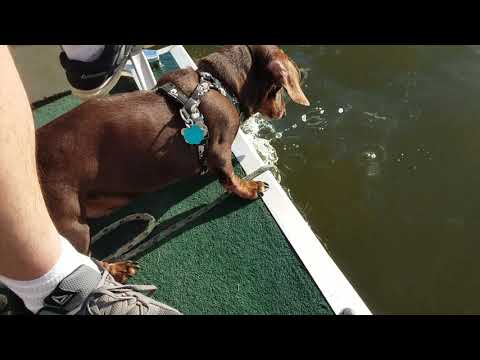 Dachshund on a pontoon boat