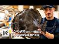 背ビレと腹ビレが長い魚
