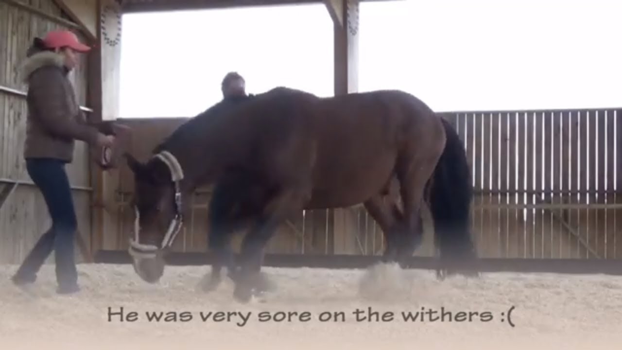 HORSE CHIROPRACTIC ADJUSTMENT TheStriveToRide Vlog YouTube