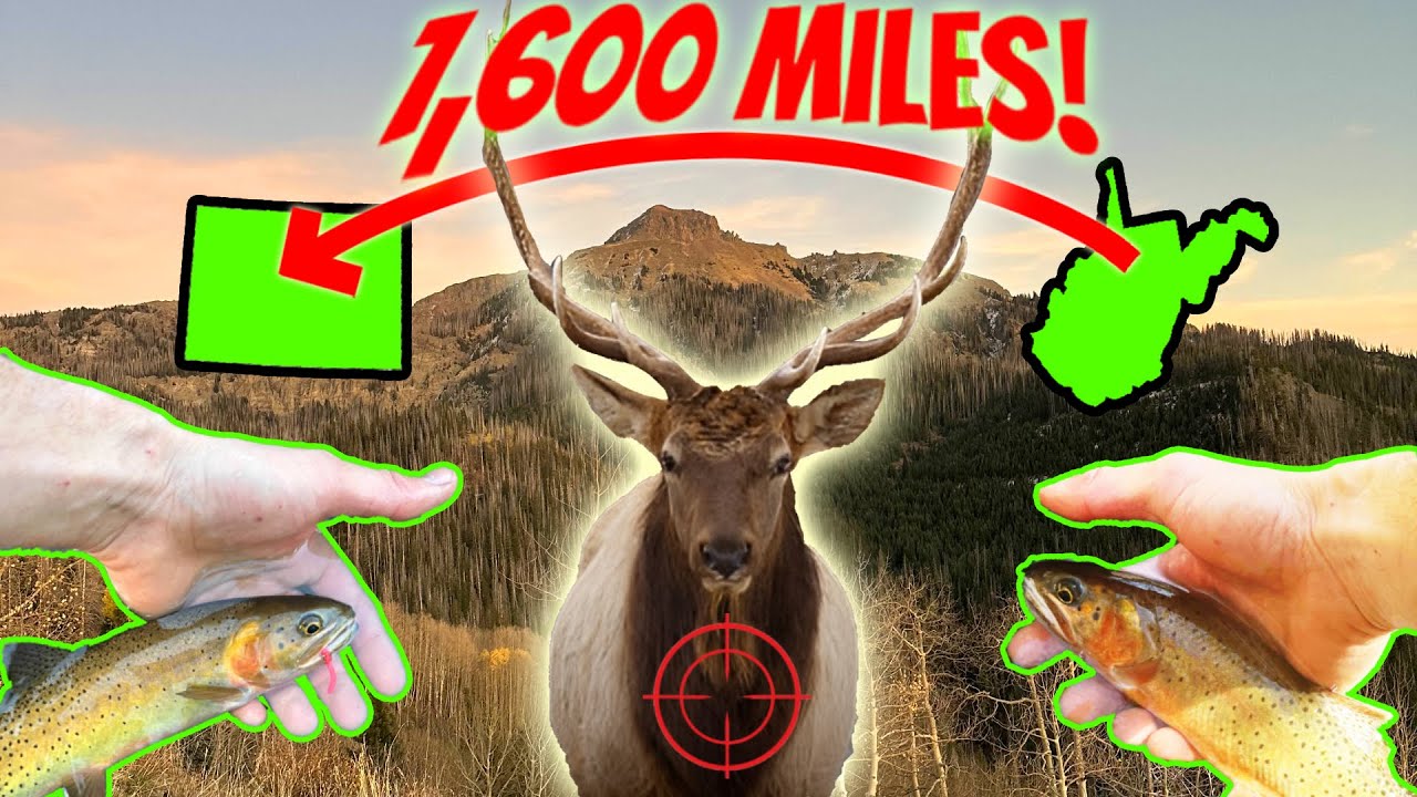 We Drove 1600 MILES For This Fish! COLORADO RIVER CUTTHROATS, ELK HUNTING & HUGE MOUNTAINS (Part 1)
