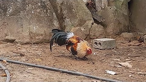 2 tug qaib dib seb zoo nraug lawm