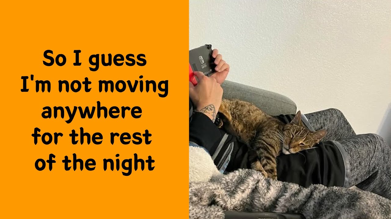 50 Cat Memes That Feel Like Free Therapy
