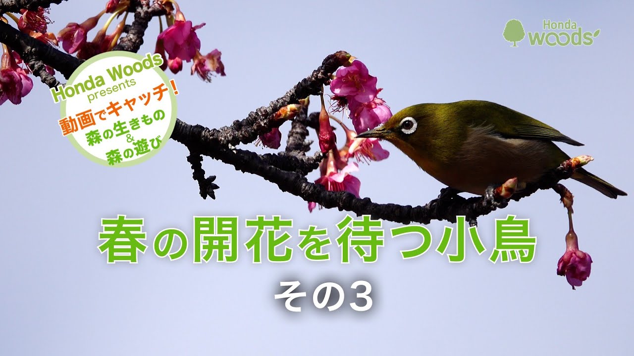 HondaWoods presents】動画でキャッチ！ 森の達人に学ぼう「花の蜜を
