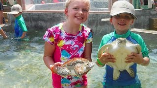 Grand Cayman Turtle Experience - Holding & Swimming with Turtles!!