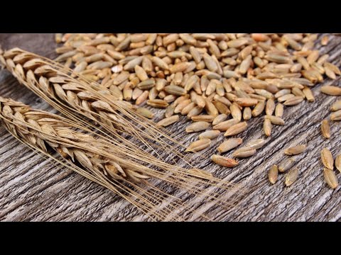 Всё о ржи, крупе и кашах