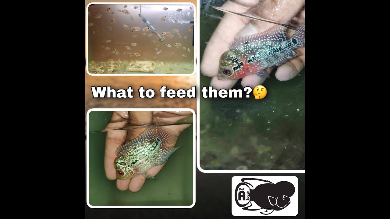 Корм для мальков флюэрхорна | Чем кормить птенцов флюэрхорна - руководство для начинающих