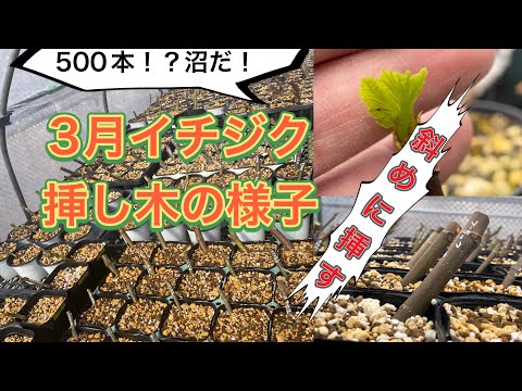 marudoraさま専用】Wuhan 挿木苗 ほか3点 イチジク （2025年最新