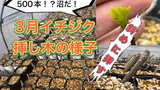 挿木苗 3点 イチジク イチジク沼】3月現在の挿し木の様子。成功率を上げるためのポイント