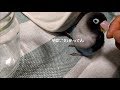 ボタンインコのボタンちゃん 地震初体験