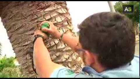 An Andalusian enterprise finds the solution to fight the red palm weevil