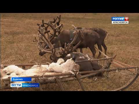 Видео: В штате Мэн наблюдается рост числа случаев бешенства в дикой природе