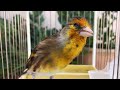 Mixto de Jilguero Cantando Limpio (Copia Malaga 2022) Para Estimular y Memorizar niños Pájaros 🐣🐥