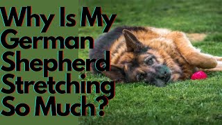 Why Does My German Shepherd Stretch So Much? 5 Different Types of GSD Stretches and Their Meanings