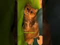 This Cat Waited For His Friend Who Never Came Back ❤️😸
