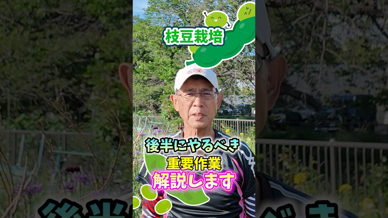 家庭菜園や農園の枝豆栽培で生育後半でやるべき重要作業３選！【農家直伝】#shorts