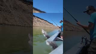 Well that was a surprise! Sturgeon fishing is always a rush! #fishing