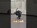 低成本打造「萬聖節鴕鳥裝」 超高還原度網歪樓:腰不酸嗎🤣#shorts