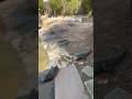 The crocodile is sleeping #food #foodtraveljapan #zoo #japan #colonelkkjϟ #cambodianfoodtour