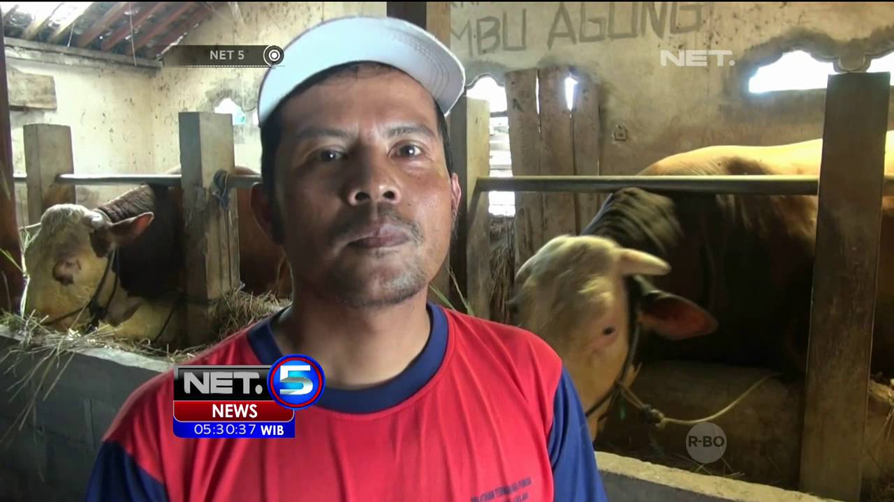  Jual  Sapi Jumbo Untuk Hewan  Kurban di  Magelang Jawa 