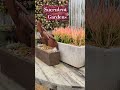 Succulent shopping. Could go broke here! #succulents #garden #succulentgardens #shorts #subscribe