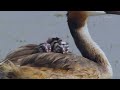 Dark side of Bird of the Century: Comedian puts spotlight on NZ's conservation crisis | Newshub