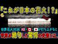 【海外の反応】海外で日本の花火打ち上げたら100万人が騒然とした理由