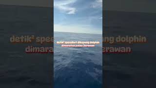 speed dikepung rombongan dolphin dimaratua pulau derawan