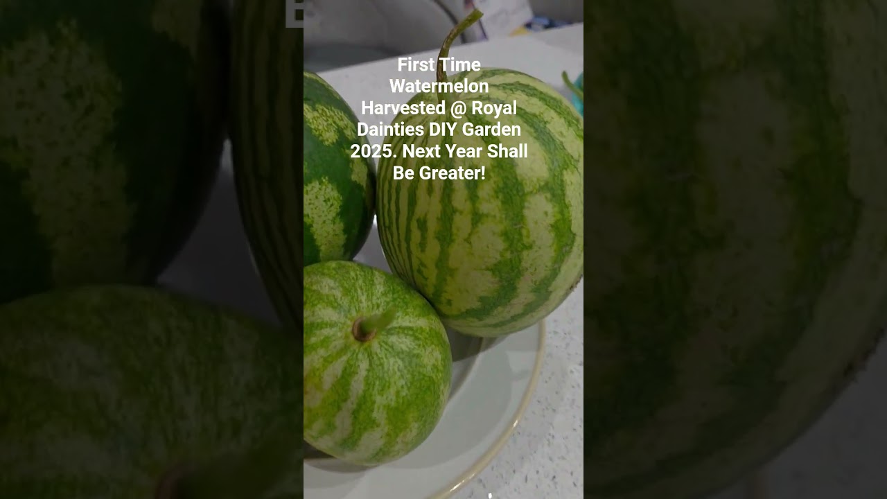 Watermelon Harvested @ Royal Dainties DIY Garden 2025!