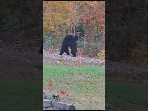 Backyard Bear Fight (Part 2)