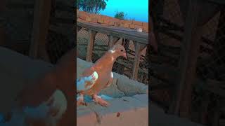 zard patela ghagra big pamoz sherazi kabootar