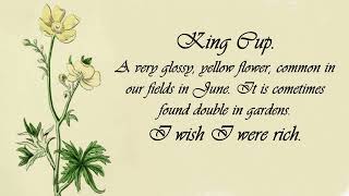 King Cup  - The Language of Flowers