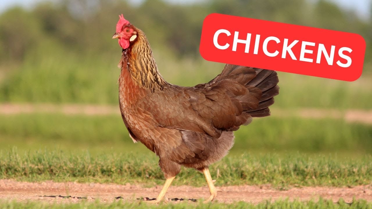 Chickens All Day! Free-Range Chickens on My Alabama Farm 12/19/2025 